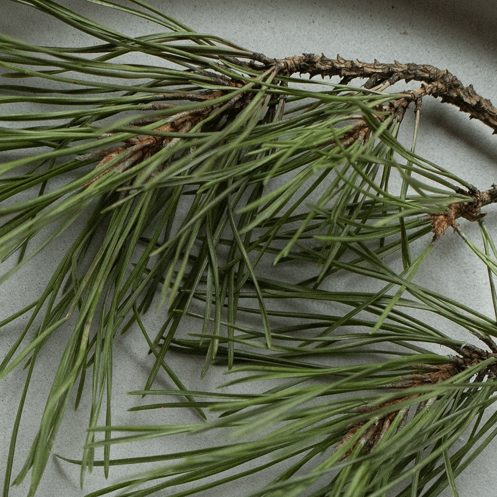 Forest Rain Push Scent Refill